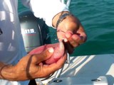 SHARK Fishing with Niles and Zack | Peter Miller Fishing