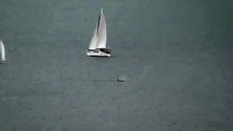 Resident Orca J & K Pods Elliot Bay, Puget Sound, Seattle