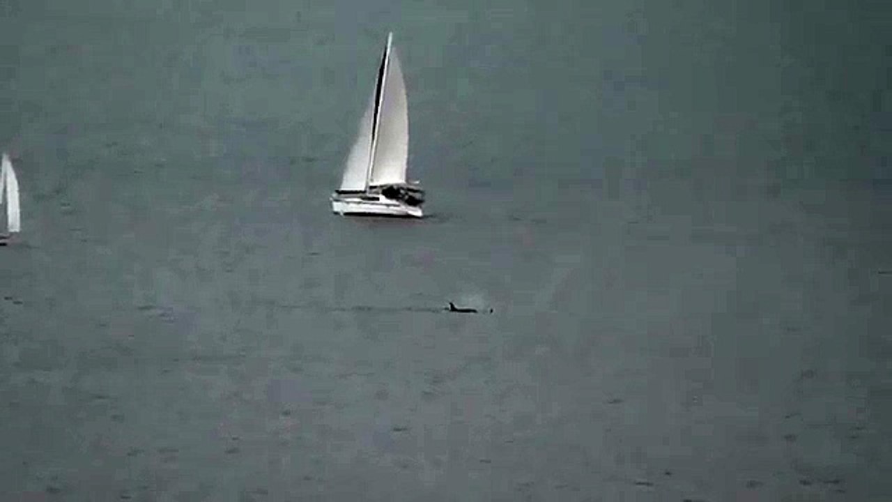 Resident Orca J & K Pods Elliot Bay, Puget Sound, Seattle