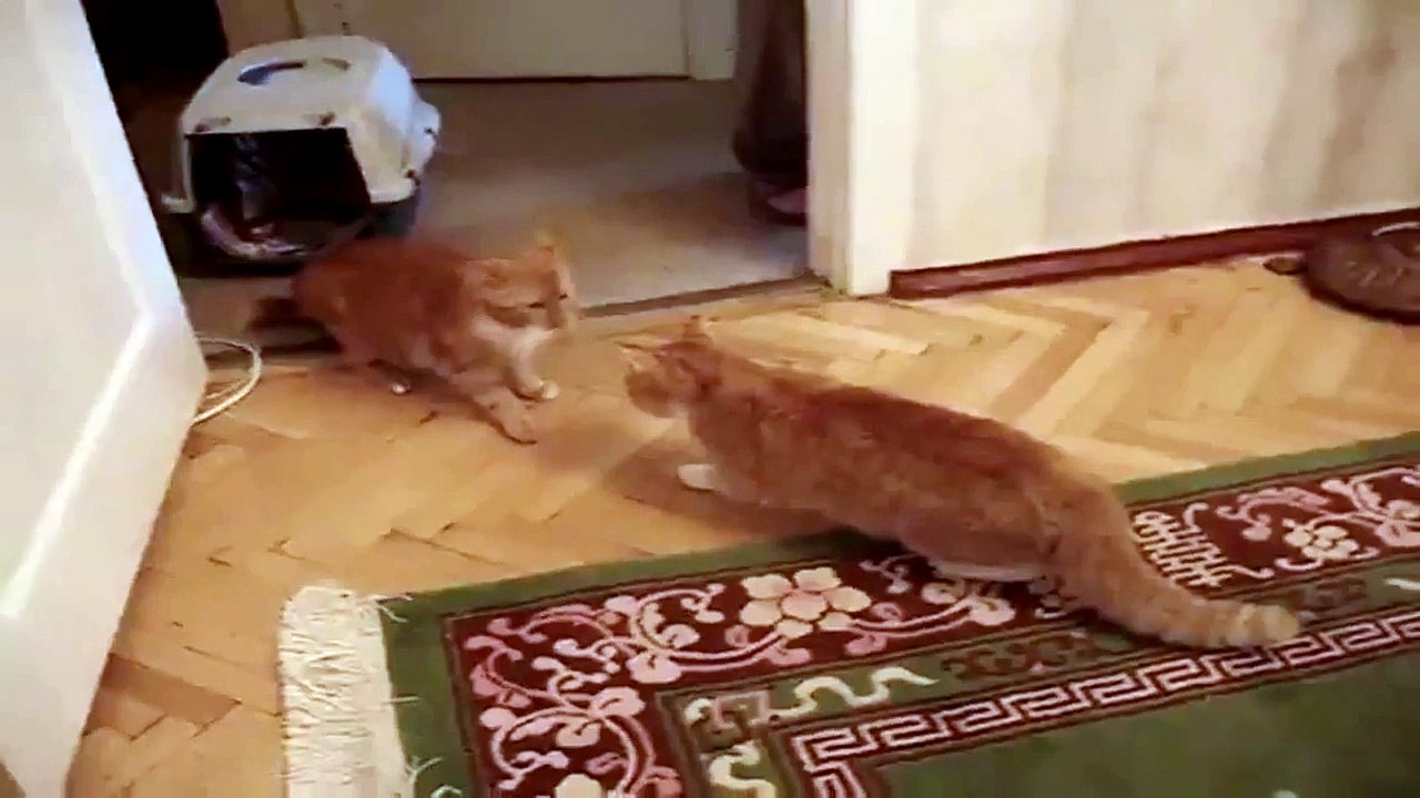 Dayak Yiyen Kedi, İsyanlarda. Sarışın Kedi, Sarışın Kediyi Çoşturuyor