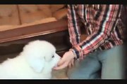 グレートピレニーズ　ラヴィーヌ　（Great Pyrenees Lavene）.flv