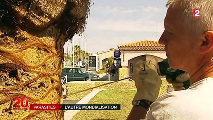 Xylella Fastidiosa : d'autres bactéries venues d'ailleurs inquiètent les cultivateurs