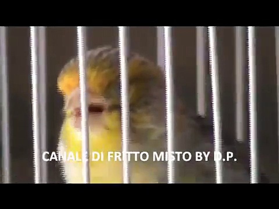 Canto di canarino e cardellino innamorato