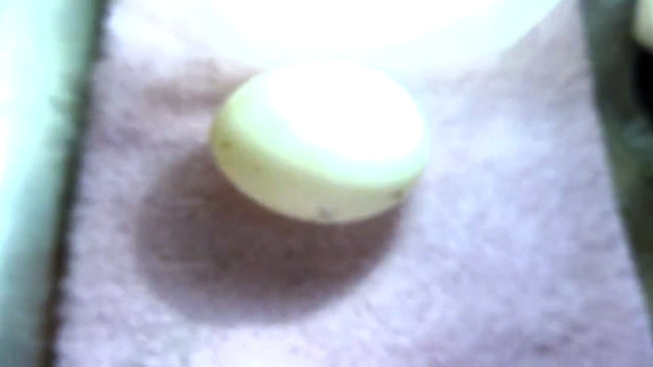 Duck Egg Candling Day 3 video Dailymotion
