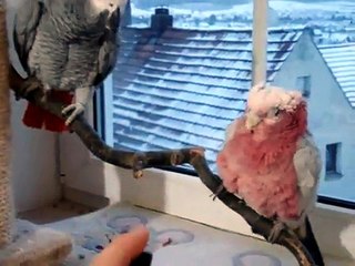 Papageien v4 Kongo Graupapagei Nico & Kakadu Tommy