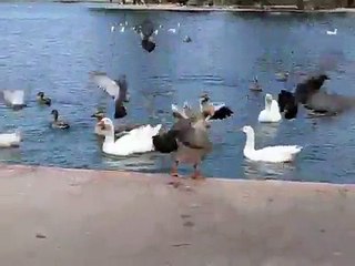 Geese, ducks, & pigeons @ Alondra Park