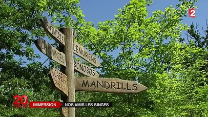 Immersion dans la Vallée des singes