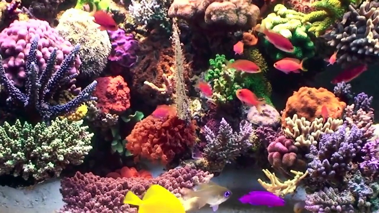 Robertus Reef - pseudanthias randalli