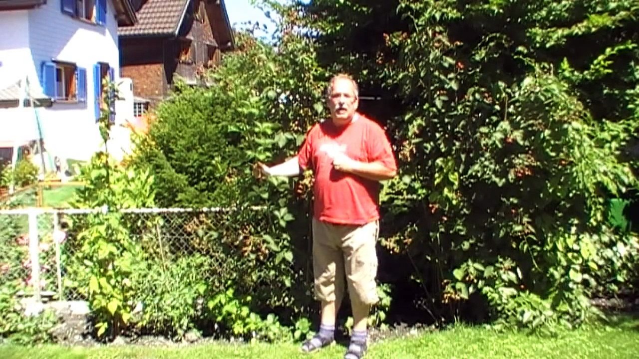 How to prune Navaho blackberries