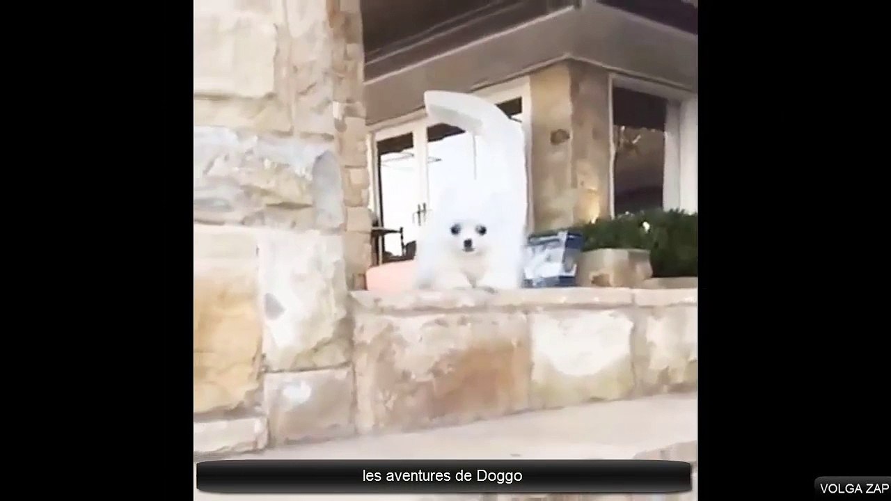 les aventures de Doggo