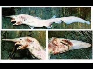 Peces raros encontrados despues del tsunami en indonesia