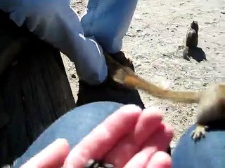 Feeding the Chipmunks in St. Elmo, Colorado