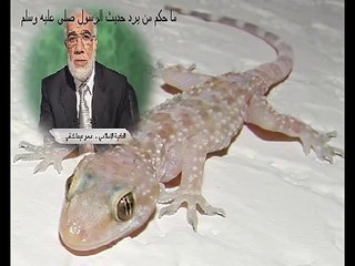 التحذير من عمر عبدالكافي يهزأ بحديث قتل الوزغ