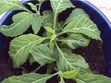 Salvia divinorum plant