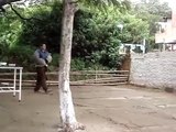 Adestramento Bellinha Bull Terrier