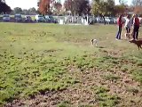 Run, Jake, Run! Jack Russell terrier does laps at the dog park