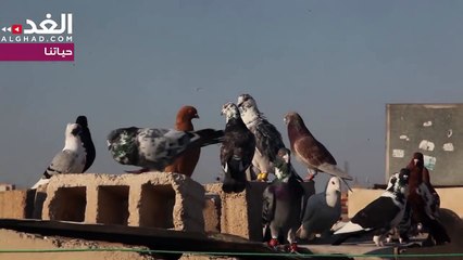 "كش" الحمام: هواية شعبية تتوارثها الأجيال