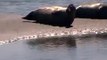 les phoques à berck-plage II