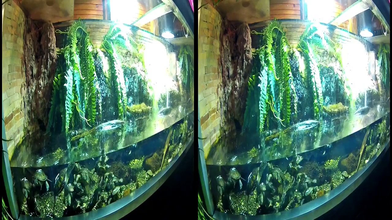 3D Sea Life  in Speyer Germany filmed with Go pro 3 D System