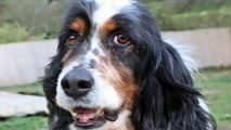 La storia di un cane abbandonato: Menta