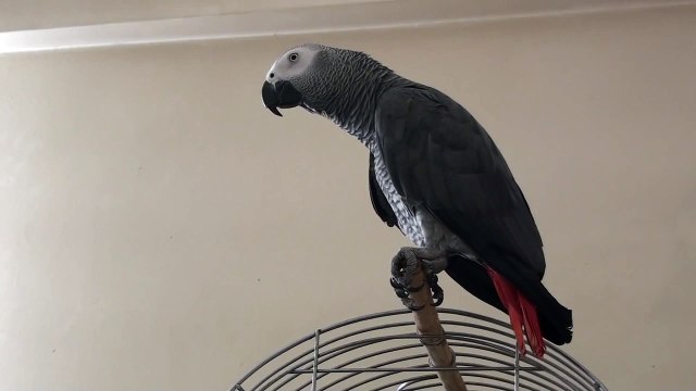 Güzel konuşan gri( jako) papağan (It is talking grey parrot)