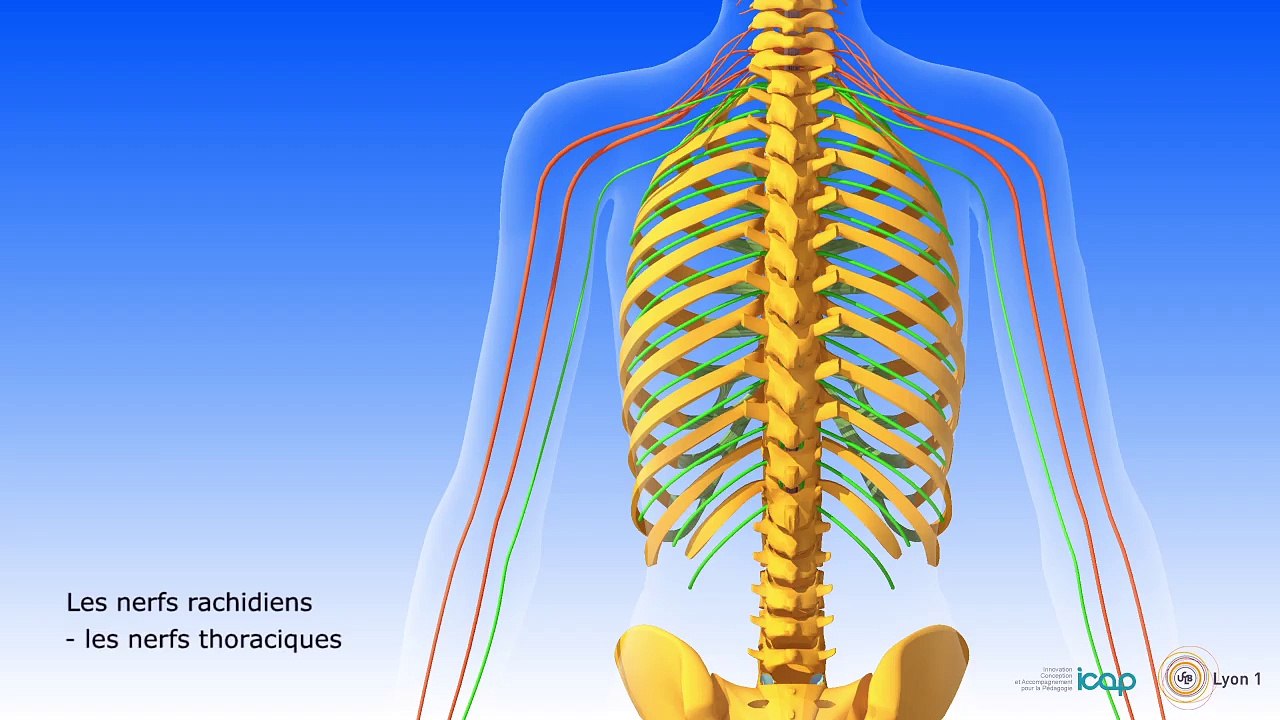Système nerveux central et système nerveux périphérique