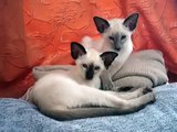 Molly and Charlie ORIGINAL Siamese Kittens chattin