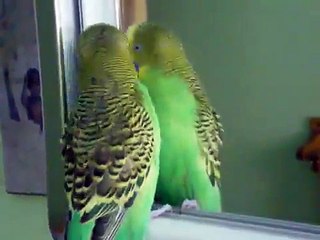 Ma perruche quand elle se regarde dans le miroir!