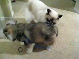 Cutest Husky Puppy meets Ragdoll Cat