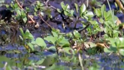 ANACONDA GIVES BIRTH TO 3 BABY ANACONDAS