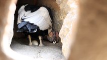 A la espera del nacimiento de un cóndor en el zoológico de Guayllabamba