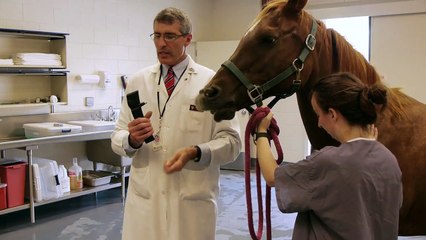 TONOVET Equine Eye-Pressure Measuring