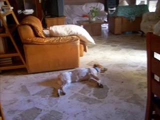 Cloe, cagnetta di razza breton adottata in canile!