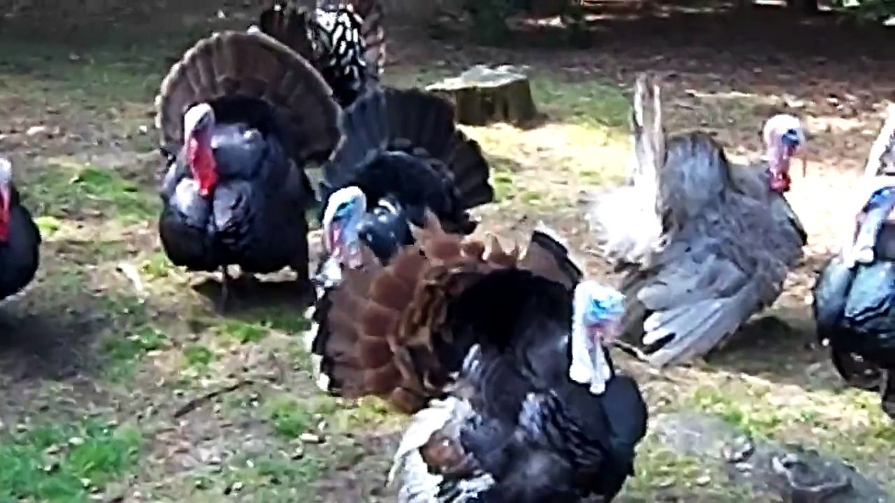 Turkey Gobble Dance