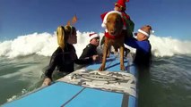 Surf Dog Ricochet as Surfin' Santa Paws