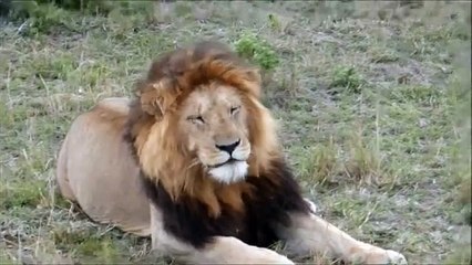 Cesar - Notch Coalition - Masai Mara Lion