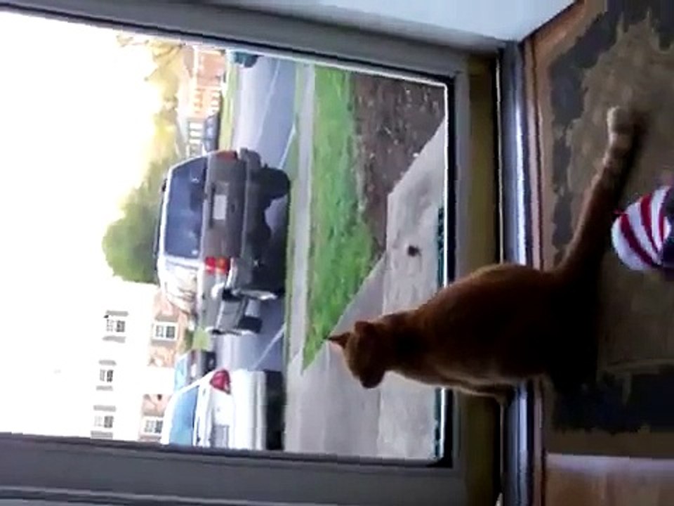 cat spaz