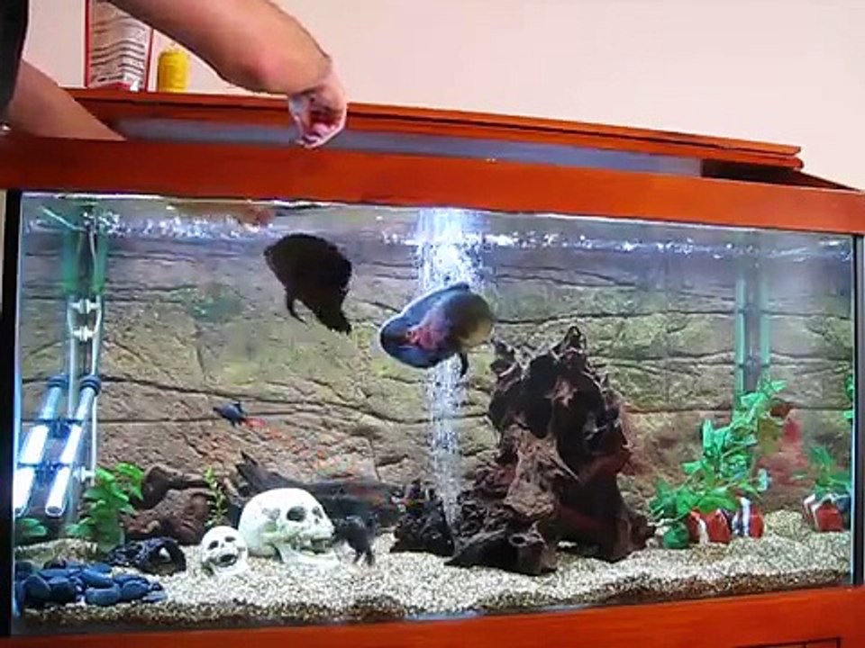 Feeding Oscar Fish - Trents Tank