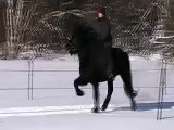 Black Icelandic Stallion tolting in the snow