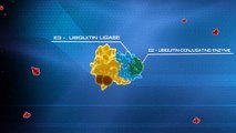 Ubiquitin System Animation - Nobel Prize in Chemistry 2004 Technion