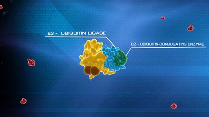Ubiquitin System Animation - Nobel Prize in Chemistry 2004 Technion