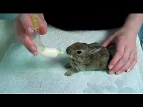 Hand feeding baby rabbit & hedgehog using Catac products