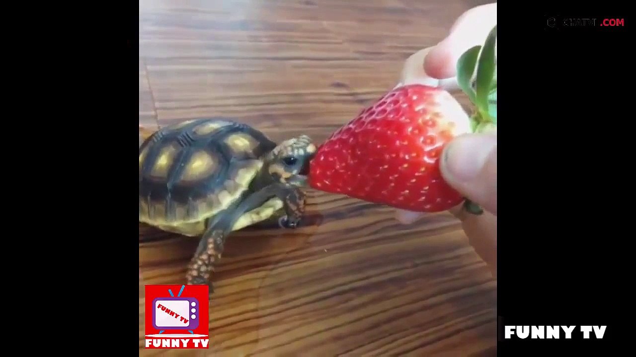 Funny Videos Funny Fails Funny Pranks Best Funny Videos 2015 #007