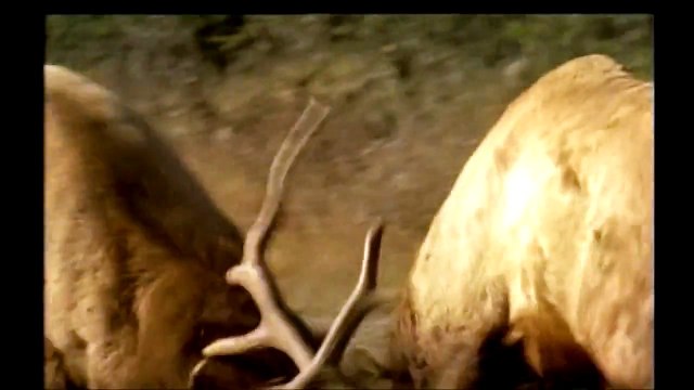 Alces , Pelea y Final Feliz