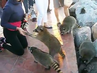 Mapaches en el malecón de playa Miramar,cd Madero,Tamaulipas
