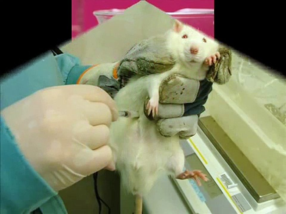 Animal Testing Research Project