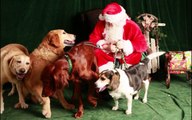 SANTA PAWS for Angel Paws 2014 Day #1