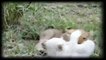 Wild White Lions of South Africa PBS Nature & Animals Documentary sa prevodom NEW