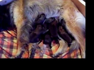 belgian tervuren puppies2