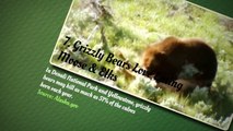 10 Fun Facts About Bears - Your Monday Cure